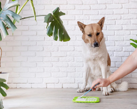 Pawrent qui étale de la nourriture sur un tapis de léchage devant son chien intrigué