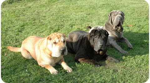trois chiens sont couchés sur de l'herbe
