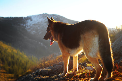 Berger allemand montagne