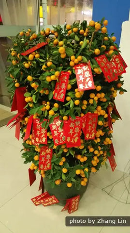 Kumquat Tree