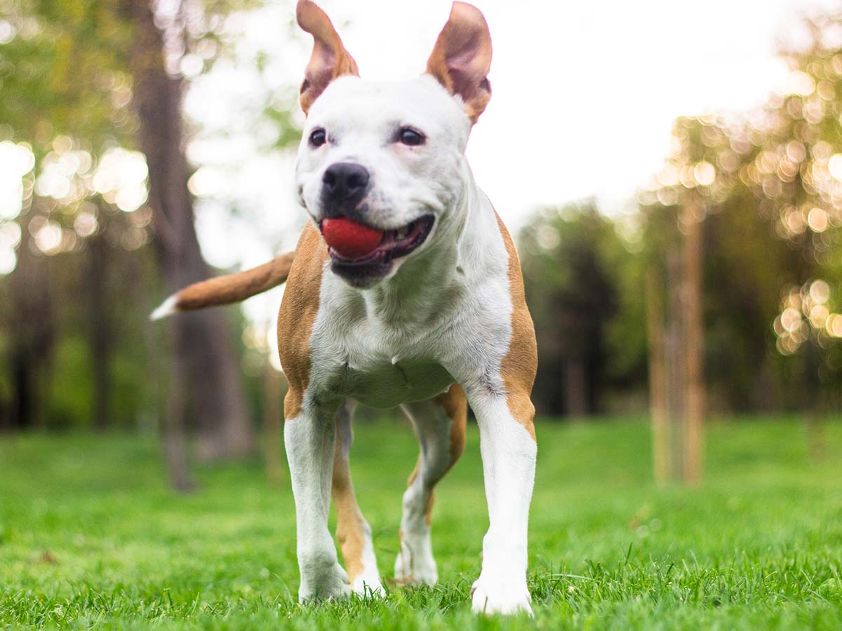 Happy dog playing with a ball outside
