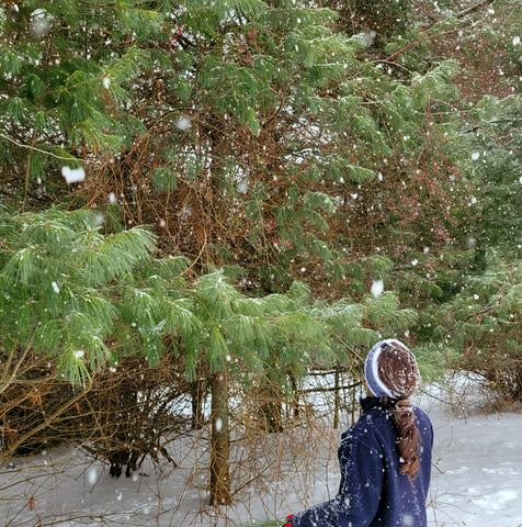 Fresh organic pine needle tea made from Eastern White Pines. Full of vitamins, suramin and shikimic acid to help boost your immune system and fight off colds and viruses.  Order pine needle tea in teabag form or as loose pine needles for tea.