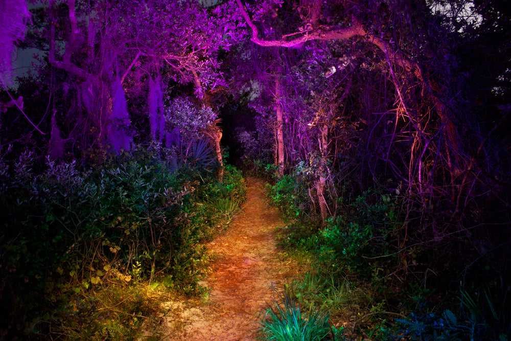 https://cdn.shopify.com/s/files/1/0593/8081/files/Jason-D.-Page-Light-Painting-Painted-Forest_1024x1024.jpg?171