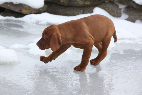 brown puppy walking carefully on the ice in the winter