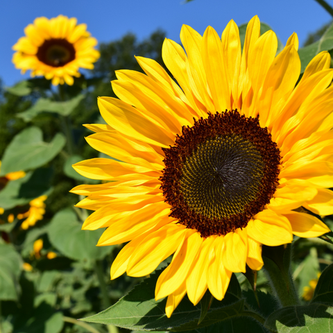 Sunflower