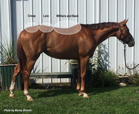 Total Topline is the best support on your horse's topline and spine.