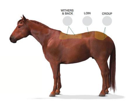 Ramard Total Topline is the best horse supplements in topline and spine health