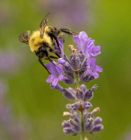 Bee Pollinator Garden Guest