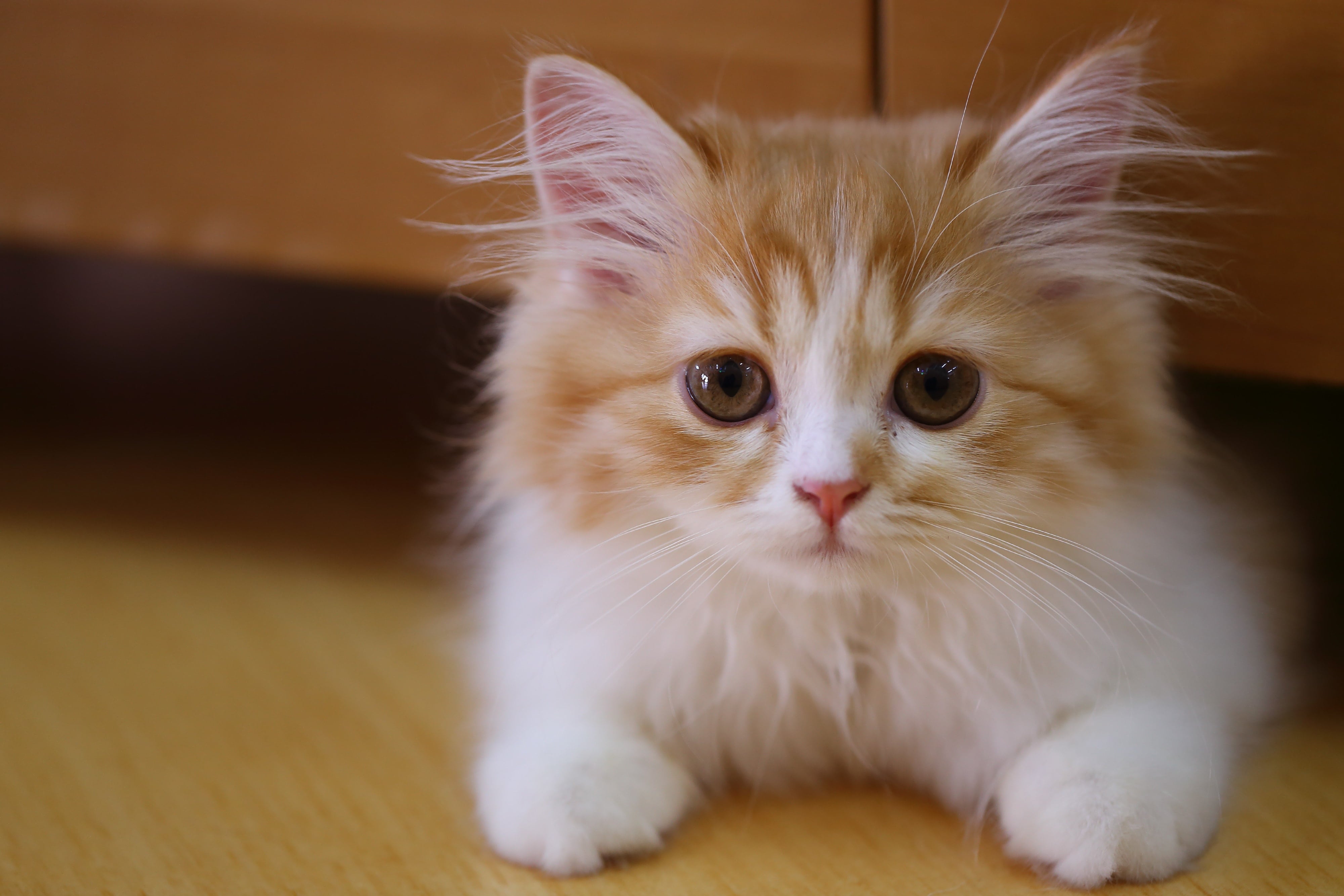 6 Ways to Potty-Train Your Cat