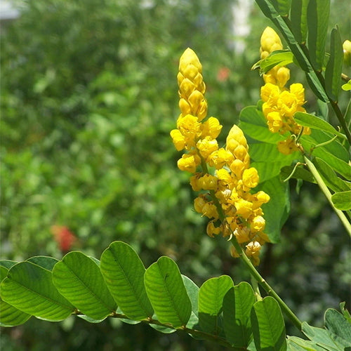 Cassia Siamea And Senna Siamea Seeds Heyou Seeds 