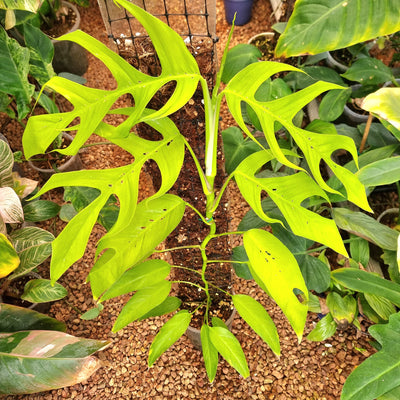 Epipremnum pinnatum mint var – Flora Magnifica Australia