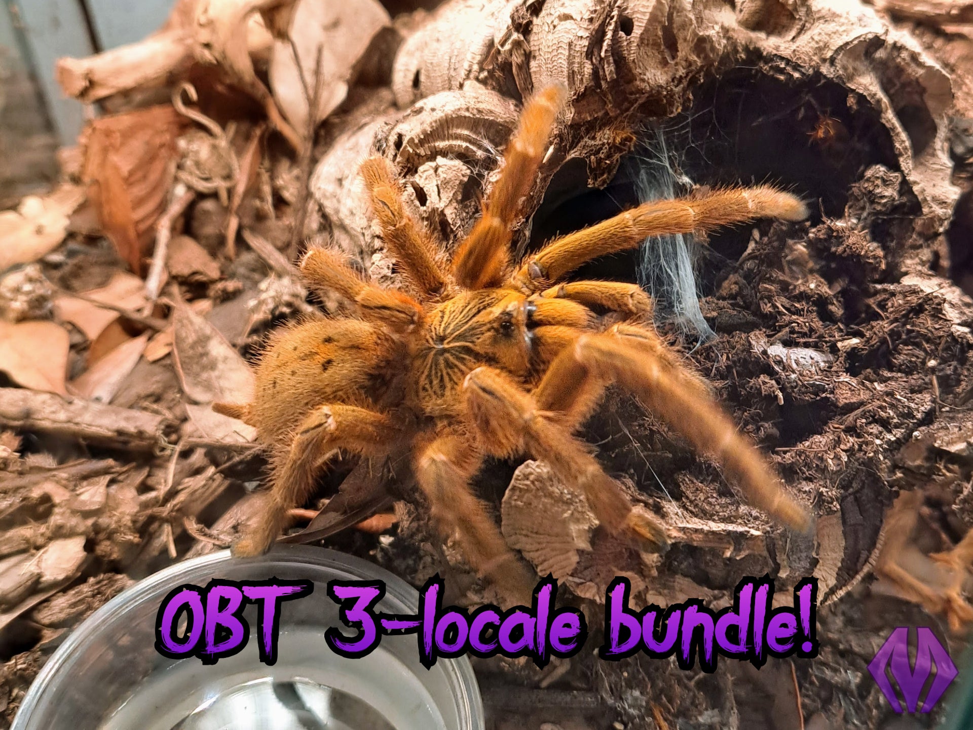 OBT 3-locale bundle!