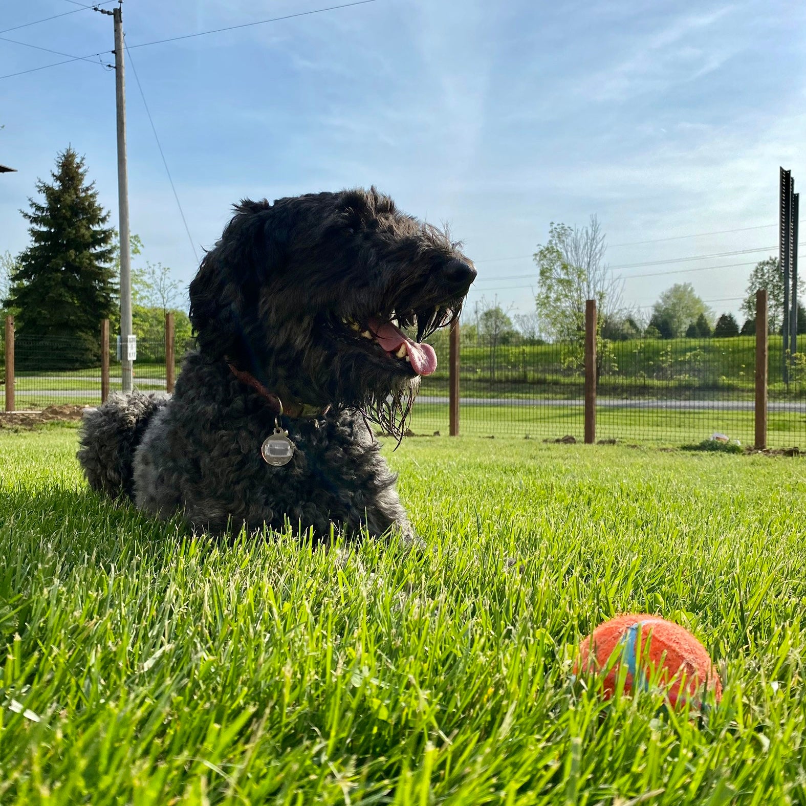 picture of a black dog playing in the dog park with an orange ball