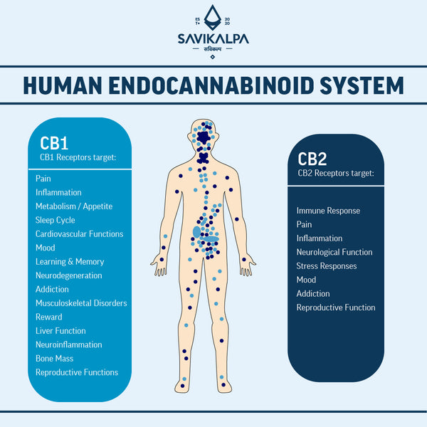 Detailed infographic on human endocannabinoid system, with light blue & Dark blue dots for CB1 & CB2 receptors respectively.