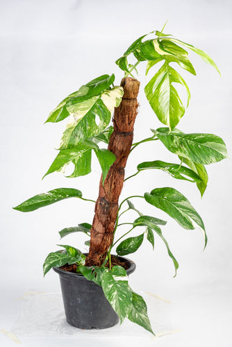 EPIPREMNUM PINNATUM YELLOW FLAME- Rare - Jiffy Plants