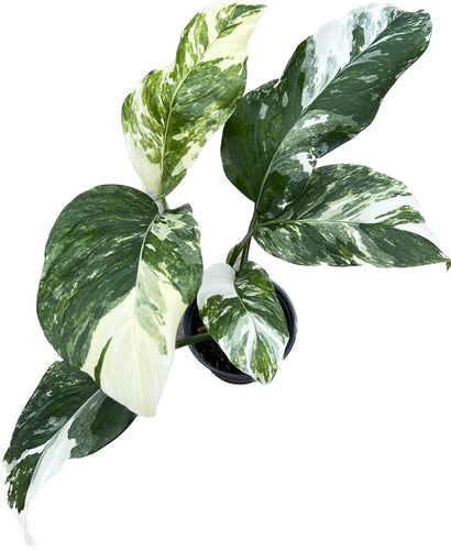 Epipremnum pinnatum marble variegated – Thai Exotic Greenery