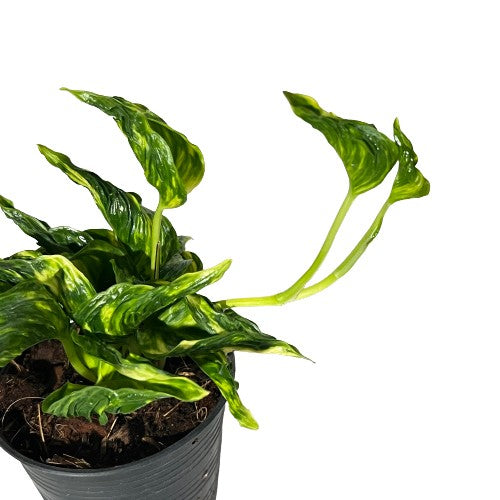 Epipremnum Pinnatum Marble variegated –