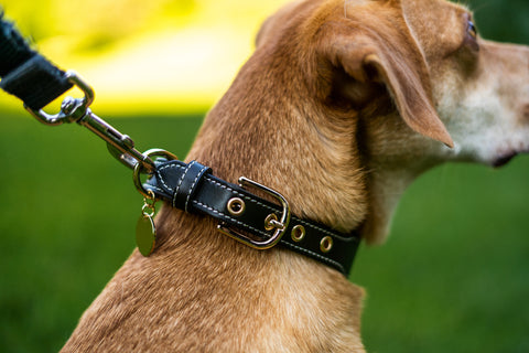 AirTag Dog Leather Collar - GROOMY