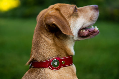 Leather AirTag Dog Collar Premium Dog Collar AirTag Case Holder
