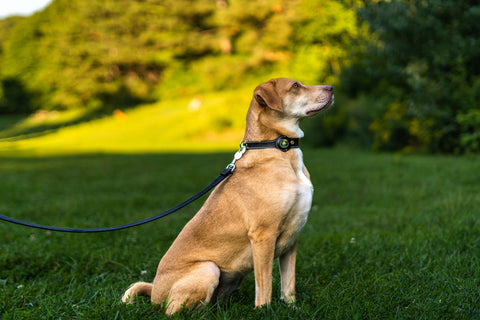 Collar de perro de cuero con AirTag.