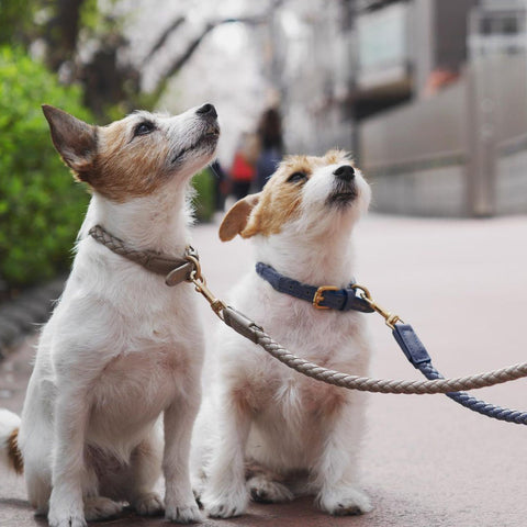 Tow Rope Dog Collar- Groomy