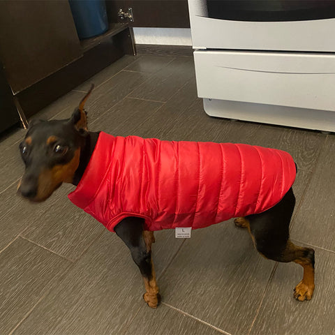 Winter Vest (Small to Medium) - Dog & Cat Apparel