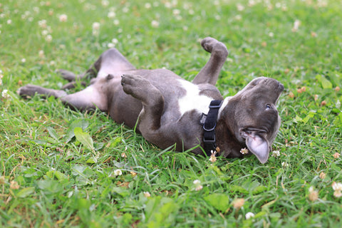 How to Teach Your Dog to Roll Over? - GROOMY