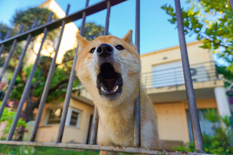 How to Stop Your Dog from Barking at Other Dogs? - GROOMY