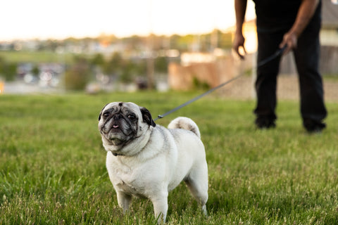 Elevate Your Pet's Mood