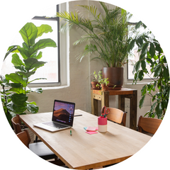 Indoor plants in sunny room