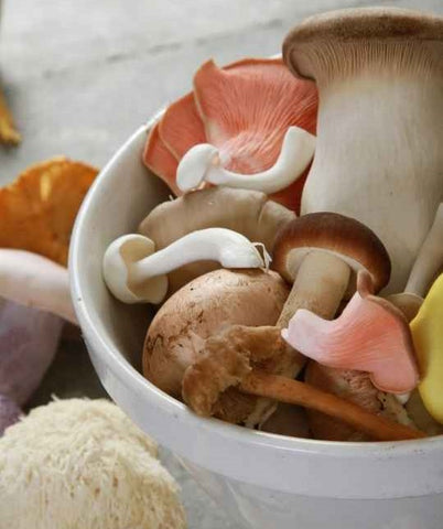 A white ceramic bowl contains various colourful mushrooms - pink, chestnut, white, yellow.