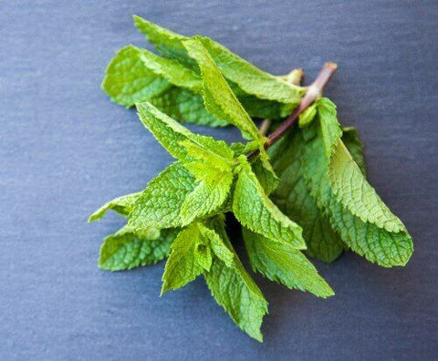 A sprig of fresh peppermint leaves on a blue background