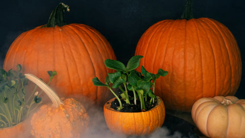 1 - Pumpkin Microgreens growing in pumpkins - Halloween - Fall - autumn- Fun DIY.JPG