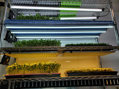 Various lights for growing Microgreens