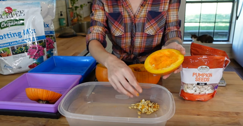 3 - Mandi of On The Grow removing the seeds from inside of pumpkin.PNG