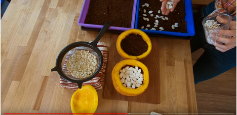 5 - Adding seeds on top of soil inside of hallow pumpkin.PNG