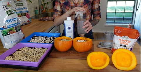 6 - Mandi of On The Grow with seeded Pumpkins and 10x10 microgreen trays filled with seeds.PNG