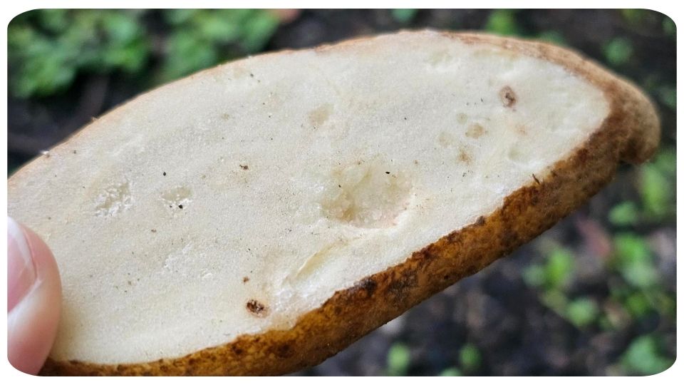 A slice of potato with holes from pill bugs eatting it by On The Grow, LLC
