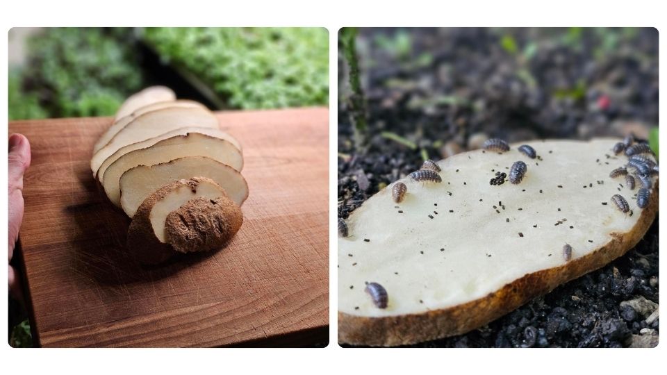 A slice up potato of the left with microgreens behind it, on the right, a slice of potato with holes from pill bugs eatting it by On The Grow, LLC