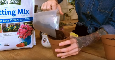 Adding soil potting mix to a pot for growing microgreens in