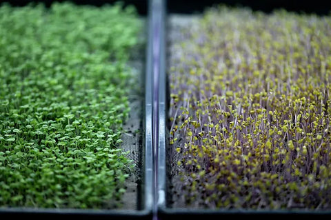 Basil Microgreens and Purple Kohlrabi Microgreens Grown on Resuable microgreen grow medium
