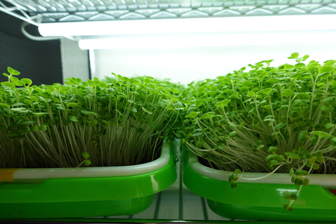 Beautiful Microgreens growing in Sprouting Trays