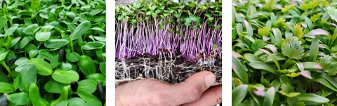 Beautiful microgreens