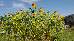 Black Oil Sunflower Microgreens Grown up