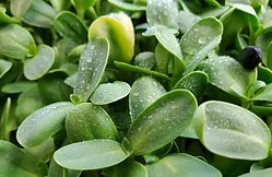 Black Oil Sunflower Microgreens grown by on the grow