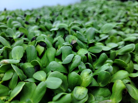 Black oil Sunflower Microgreens