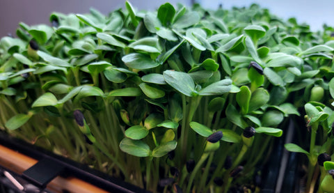 Black oil sunflower Microgreens growing on Reusable Microgreen grow medium_edited