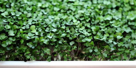 Blog header Purple kohlrabi microgreens growing on the reausable microgreen grow medium 