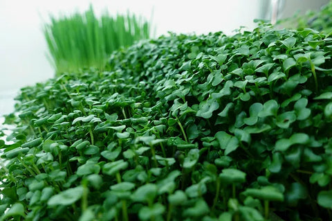 Broccoli Microgreens with Wheat Grass in the background