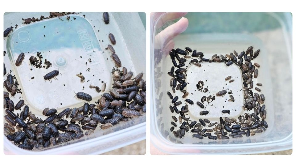Captured pill bugs by On The Grow, LLC